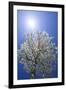 USA, California, Owens Valley. Flowering pear tree.-Jaynes Gallery-Framed Photographic Print