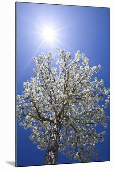 USA, California, Owens Valley. Flowering pear tree.-Jaynes Gallery-Mounted Photographic Print