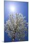 USA, California, Owens Valley. Flowering pear tree.-Jaynes Gallery-Mounted Photographic Print