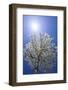 USA, California, Owens Valley. Flowering pear tree.-Jaynes Gallery-Framed Photographic Print