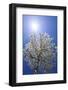 USA, California, Owens Valley. Flowering pear tree.-Jaynes Gallery-Framed Photographic Print