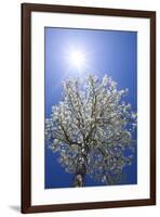 USA, California, Owens Valley. Flowering pear tree.-Jaynes Gallery-Framed Premium Photographic Print