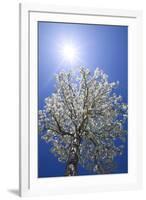 USA, California, Owens Valley. Flowering pear tree.-Jaynes Gallery-Framed Premium Photographic Print