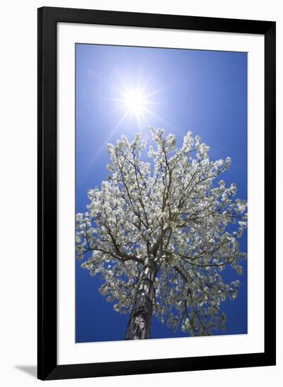 USA, California, Owens Valley. Flowering pear tree.-Jaynes Gallery-Framed Premium Photographic Print