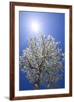 USA, California, Owens Valley. Flowering pear tree.-Jaynes Gallery-Framed Premium Photographic Print