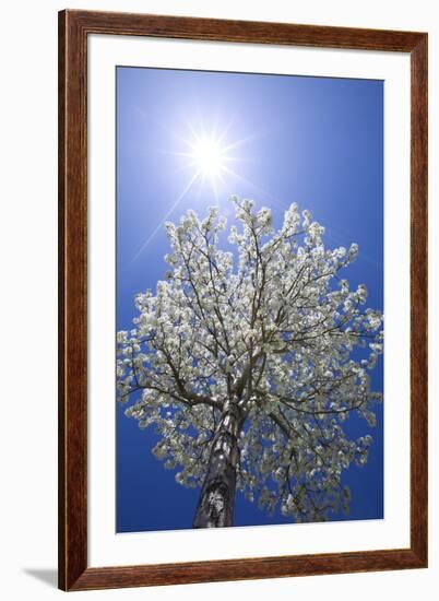 USA, California, Owens Valley. Flowering pear tree.-Jaynes Gallery-Framed Premium Photographic Print