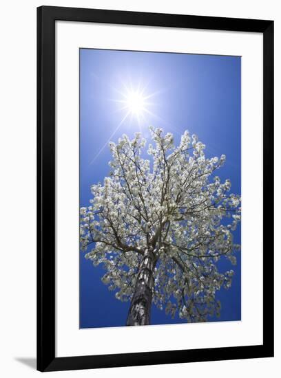 USA, California, Owens Valley. Flowering pear tree.-Jaynes Gallery-Framed Premium Photographic Print