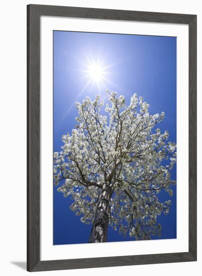 USA, California, Owens Valley. Flowering pear tree.-Jaynes Gallery-Framed Premium Photographic Print