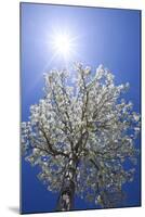 USA, California, Owens Valley. Flowering pear tree.-Jaynes Gallery-Mounted Premium Photographic Print