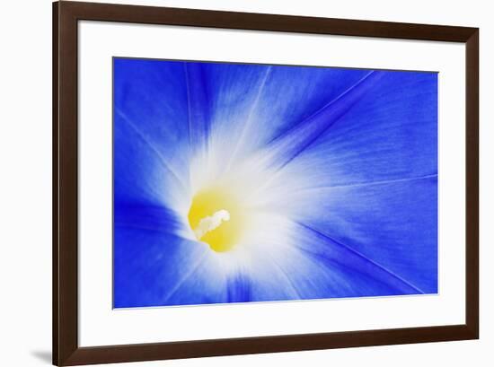 USA, California, Owens Valley. Morning glory flower close-up.-Jaynes Gallery-Framed Premium Photographic Print