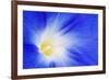 USA, California, Owens Valley. Morning glory flower close-up.-Jaynes Gallery-Framed Premium Photographic Print