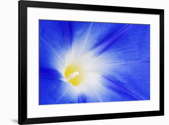 USA, California, Owens Valley. Morning glory flower close-up.-Jaynes Gallery-Framed Premium Photographic Print