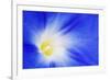 USA, California, Owens Valley. Morning glory flower close-up.-Jaynes Gallery-Framed Photographic Print