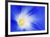 USA, California, Owens Valley. Morning glory flower close-up.-Jaynes Gallery-Framed Photographic Print