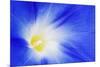 USA, California, Owens Valley. Morning glory flower close-up.-Jaynes Gallery-Mounted Photographic Print