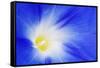 USA, California, Owens Valley. Morning glory flower close-up.-Jaynes Gallery-Framed Stretched Canvas