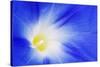 USA, California, Owens Valley. Morning glory flower close-up.-Jaynes Gallery-Stretched Canvas