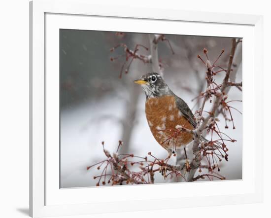 USA, California, Owens Valley. Robin on pear tree.-Jaynes Gallery-Framed Photographic Print