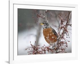 USA, California, Owens Valley. Robin on pear tree.-Jaynes Gallery-Framed Photographic Print