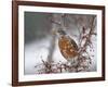 USA, California, Owens Valley. Robin on pear tree.-Jaynes Gallery-Framed Photographic Print