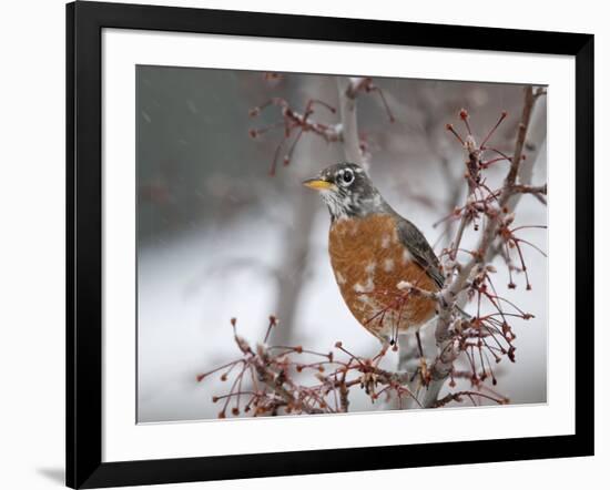 USA, California, Owens Valley. Robin on pear tree.-Jaynes Gallery-Framed Photographic Print