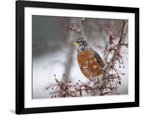 USA, California, Owens Valley. Robin on pear tree.-Jaynes Gallery-Framed Photographic Print