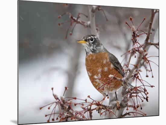 USA, California, Owens Valley. Robin on pear tree.-Jaynes Gallery-Mounted Photographic Print