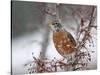 USA, California, Owens Valley. Robin on pear tree.-Jaynes Gallery-Stretched Canvas