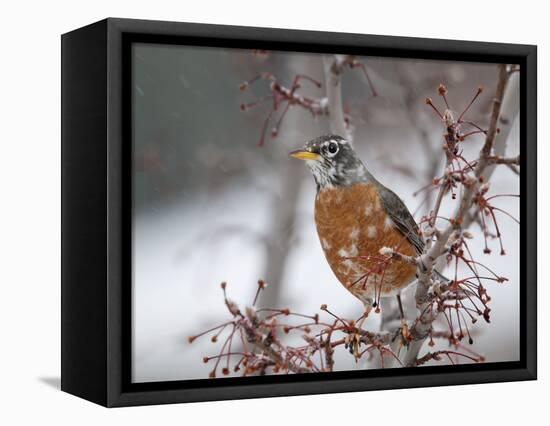 USA, California, Owens Valley. Robin on pear tree.-Jaynes Gallery-Framed Stretched Canvas