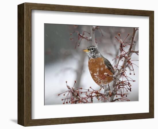 USA, California, Owens Valley. Robin on pear tree.-Jaynes Gallery-Framed Photographic Print