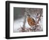 USA, California, Owens Valley. Robin on pear tree.-Jaynes Gallery-Framed Photographic Print