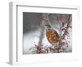 USA, California, Owens Valley. Robin on pear tree.-Jaynes Gallery-Framed Photographic Print