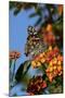 USA, California. Painted lady butterfly on lantana flowers.-Jaynes Gallery-Mounted Premium Photographic Print