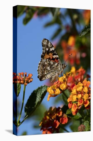 USA, California. Painted lady butterfly on lantana flowers.-Jaynes Gallery-Stretched Canvas