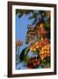 USA, California. Painted lady butterfly on lantana flowers.-Jaynes Gallery-Framed Photographic Print