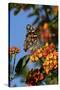 USA, California. Painted lady butterfly on lantana flowers.-Jaynes Gallery-Stretched Canvas