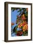 USA, California. Painted lady butterfly on lantana flowers.-Jaynes Gallery-Framed Photographic Print