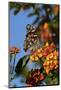 USA, California. Painted lady butterfly on lantana flowers.-Jaynes Gallery-Mounted Photographic Print