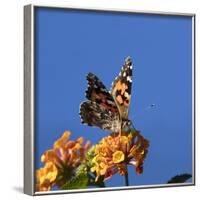 USA, California. Painted lady butterfly on lantana flowers.-Jaynes Gallery-Framed Photographic Print