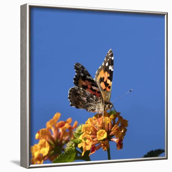 USA, California. Painted lady butterfly on lantana flowers.-Jaynes Gallery-Framed Photographic Print