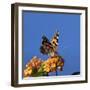 USA, California. Painted lady butterfly on lantana flowers.-Jaynes Gallery-Framed Photographic Print