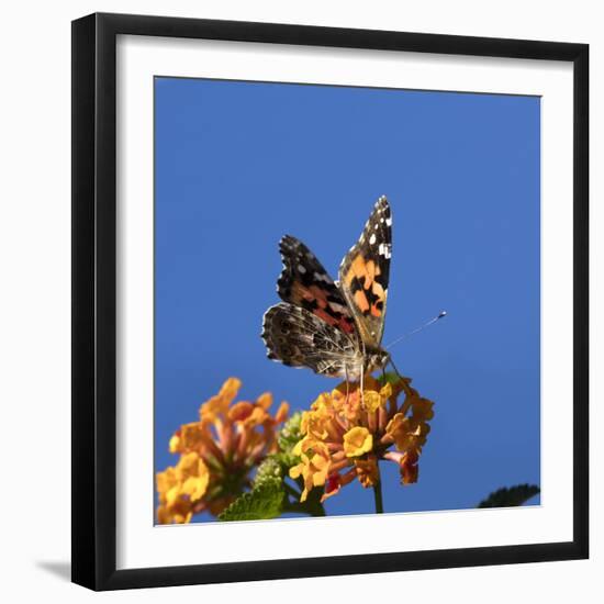 USA, California. Painted lady butterfly on lantana flowers.-Jaynes Gallery-Framed Photographic Print