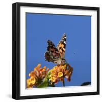 USA, California. Painted lady butterfly on lantana flowers.-Jaynes Gallery-Framed Photographic Print