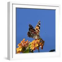 USA, California. Painted lady butterfly on lantana flowers.-Jaynes Gallery-Framed Photographic Print