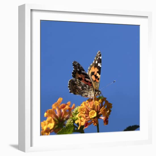 USA, California. Painted lady butterfly on lantana flowers.-Jaynes Gallery-Framed Photographic Print