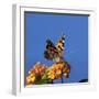 USA, California. Painted lady butterfly on lantana flowers.-Jaynes Gallery-Framed Photographic Print