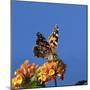 USA, California. Painted lady butterfly on lantana flowers.-Jaynes Gallery-Mounted Photographic Print