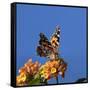 USA, California. Painted lady butterfly on lantana flowers.-Jaynes Gallery-Framed Stretched Canvas