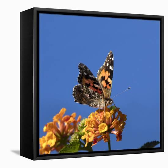 USA, California. Painted lady butterfly on lantana flowers.-Jaynes Gallery-Framed Stretched Canvas