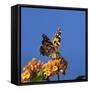 USA, California. Painted lady butterfly on lantana flowers.-Jaynes Gallery-Framed Stretched Canvas